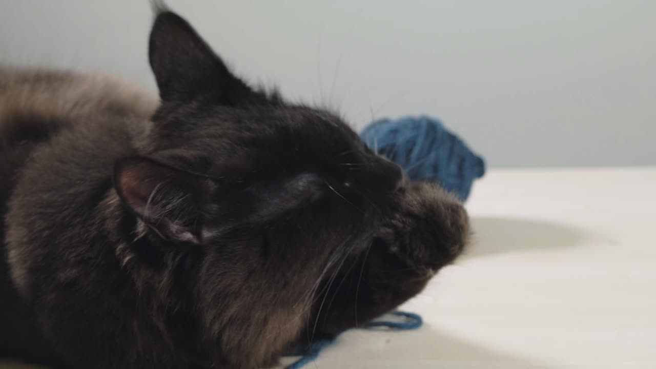 Gatto Maine Coon nero che si toeletta su un tavolo di legno con un gomitolo di lana sullo sfondo