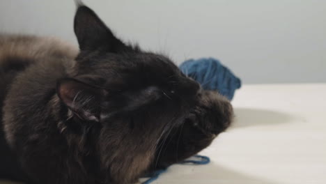 black maine coon cat grooming itself on wooden table with ball of yarn in the background