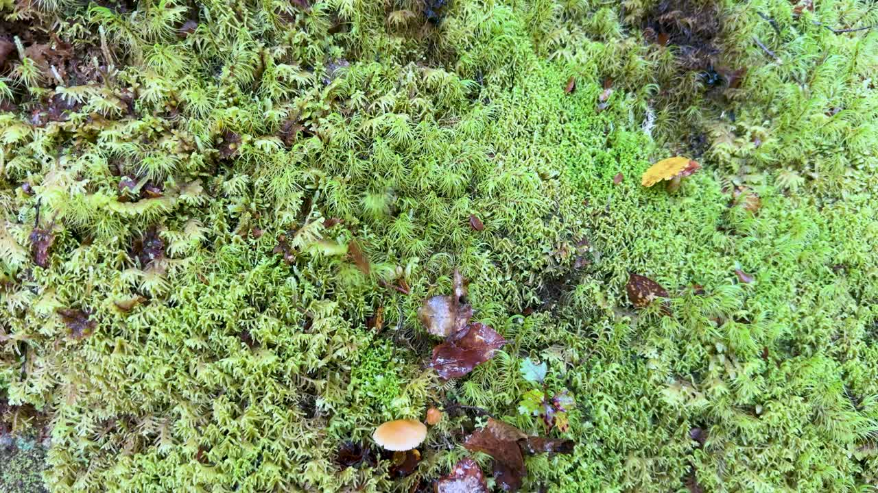 Leaves gently fall onto a vibrant green moss-covered forest floor, creating a serene and natural atmosphere