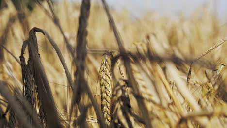 Gereifte-Reife-Gerste-Auf-Dem-Feld,-Nahaufnahme,-Fokus-Wechselt-Vom-Hintergrund-Zum-Vordergrund