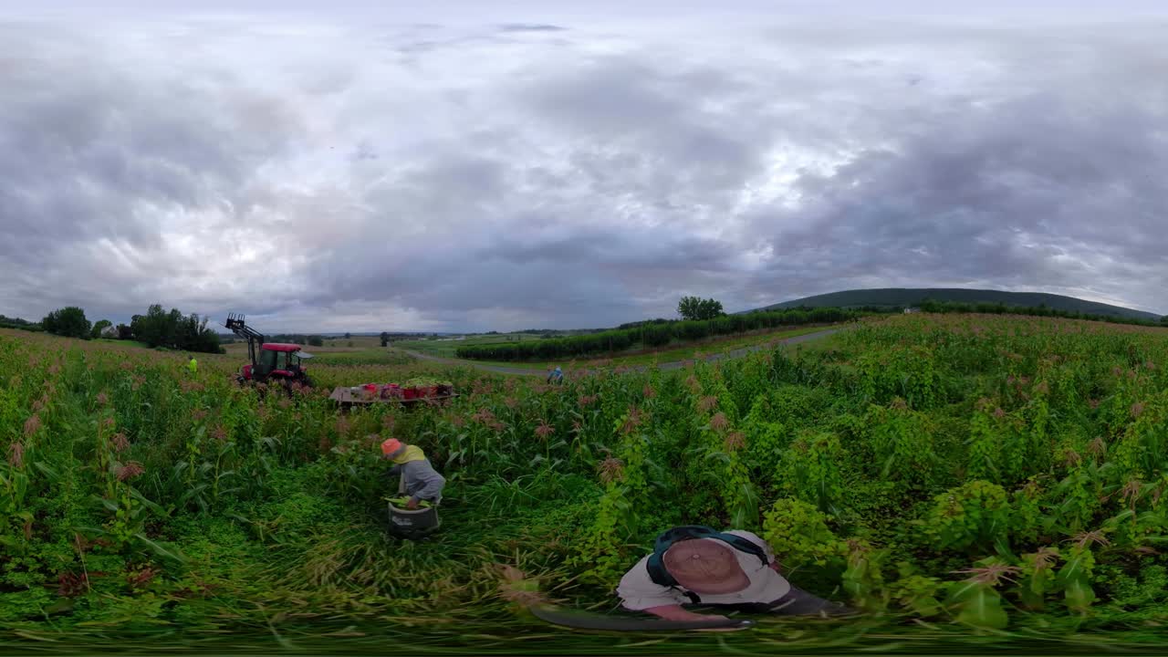 360 vr палка для селфи движется по кукурузному полю, пока фермеры собирают кукурузу под пасмурным небом