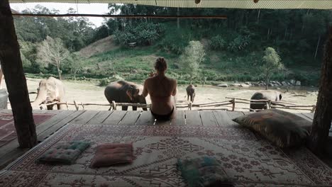 female tourist sitting on wooden boardwalk overlooking many asian elephants in the valley below