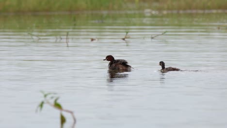 Zwergtaucher,-Tachybaptus-Ruficollis,-Thailand