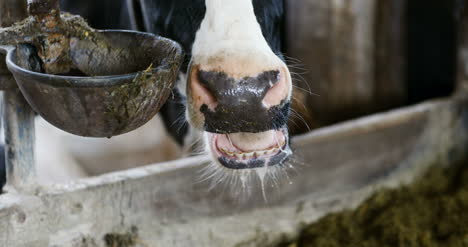 cow eating hay in farm barn agriculture dairy cows in agricultural farm barn stable