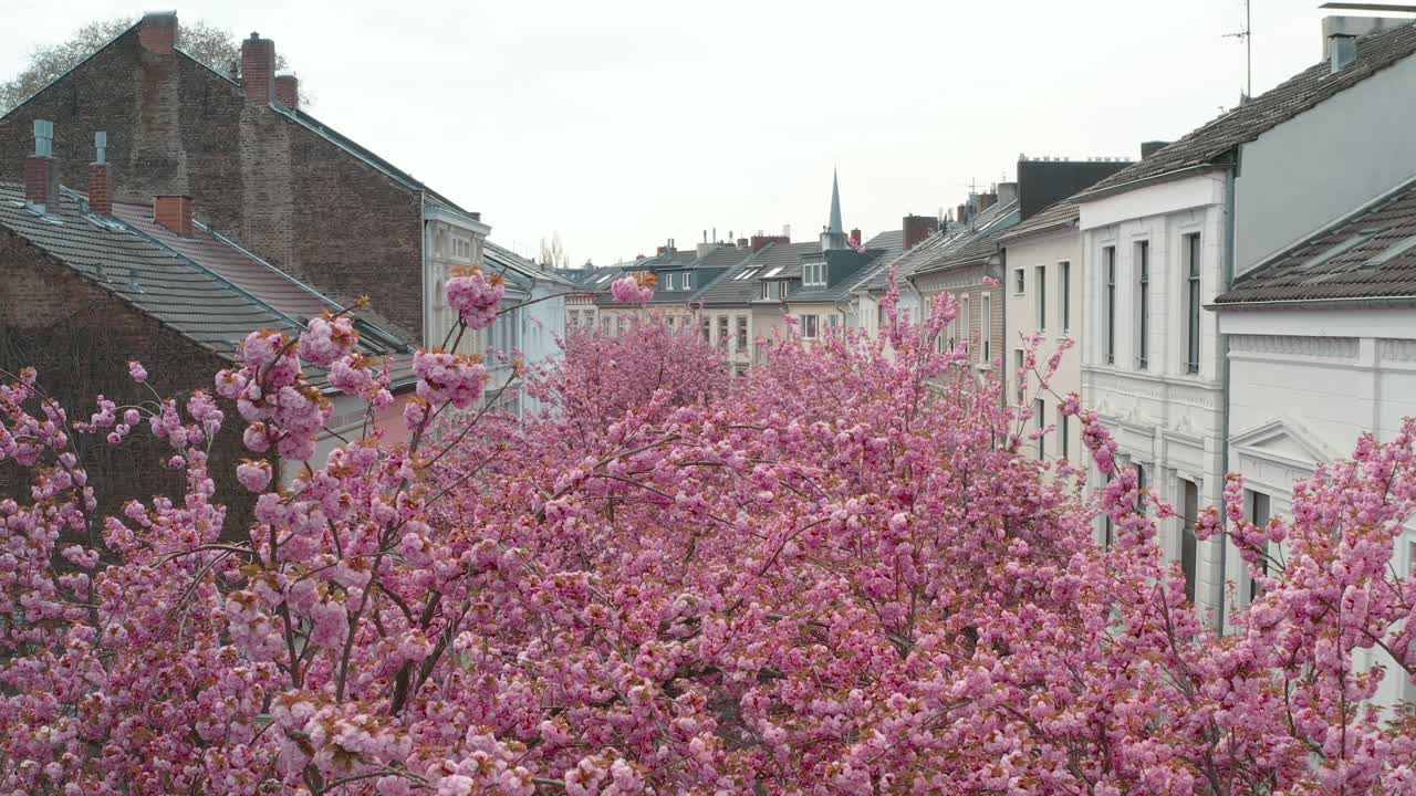 드론 - heerstraße heerstreet breitestraße bonn 25p의 kirschbluete 벚꽃의 공중 드론 샷
