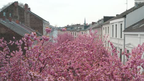 drone - aerial drone shot of the kirschbluete cherry blossom in the heerstraße heerstreet breitestraße bonn 25p