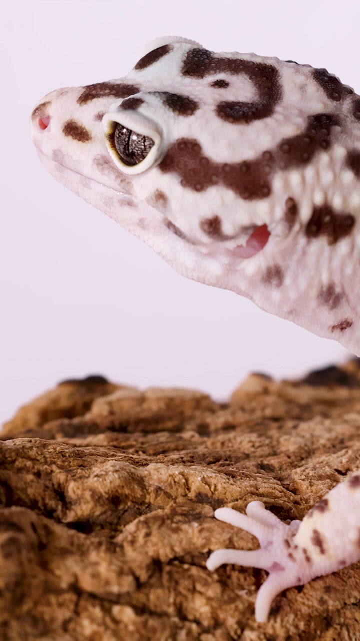 Scatto macro in studio della testa e di una zampa di un geco leopardo che riposano su una corteccia d'albero ruvida
