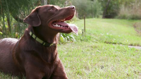 Perro-Labrador-Retriever-Chocolate-Feliz-Acostado---Jadeando