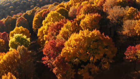 el follaje de otoño en un bosque