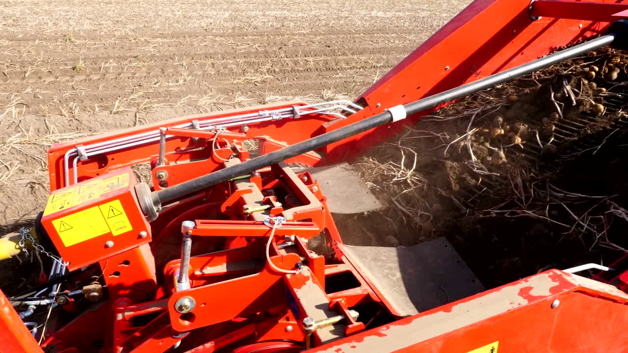 close-up, potato tubers move on special machine tape ,a special tractor digs up potatoes and pours it into the back of a truck. harvesting potatoes on an agricultural field. autumn