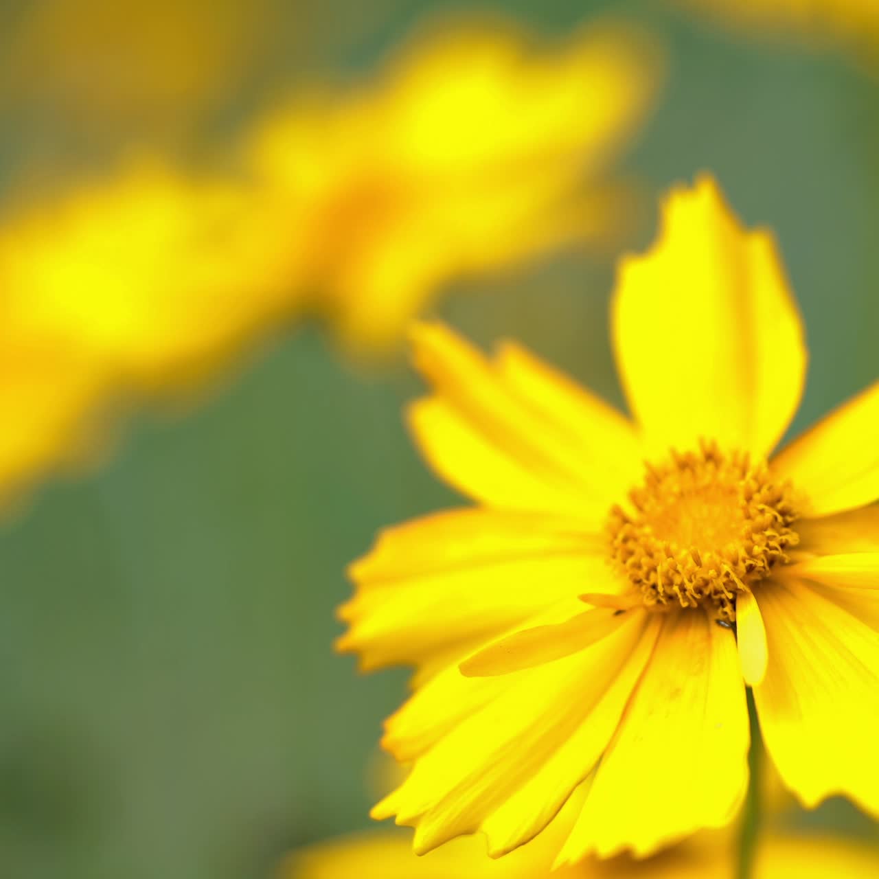 Coreopsis. Summer flowers. Yellow flowers in garden.