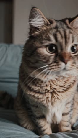 adorable brown cat on a bed