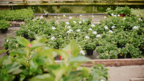 fresh white flowering plants in greenhouse