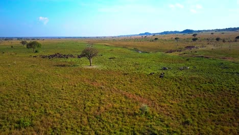 aerial view capturing african buffalos and hippotigris zebras grazing in the expansive grasslands of kidepo national park, uganda, with scattered trees beneath a clear blue sky, drone static shot