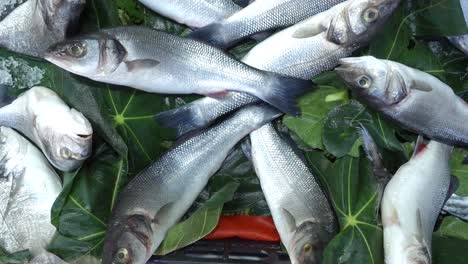 fresh sea bass at the fish market