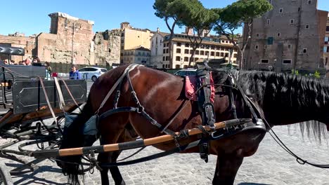 tourists enjoying a horse carriage ride