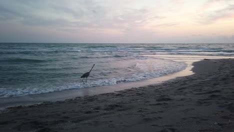 Wild-bird-walking-by-the-beach,-Florida,-USA