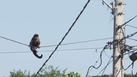 monkey balancing at one electric wire while it moves crossing a street