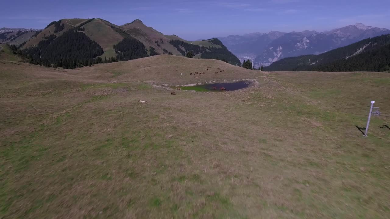 산속의 소 위로 빠른 비행