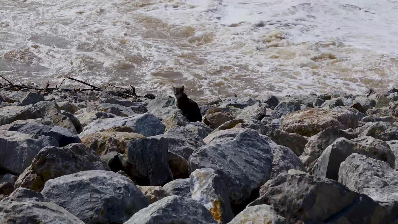 Static video of a feral cat living in the rocks at the Denison Dam on Lake Texoma