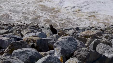 static video of a feral cat living in the rocks at the denison dam on lake texoma