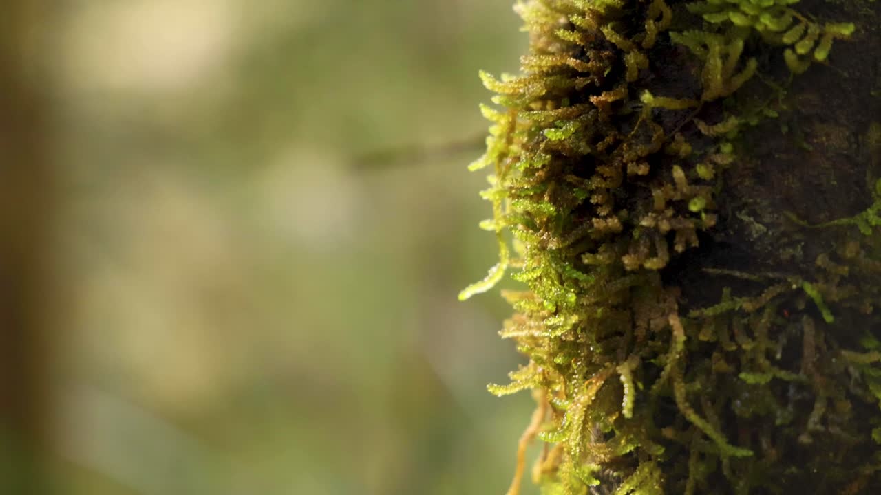 열대 우림 의 나무 에 있는 모스 의 근접 사진