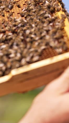 bare apiarist's hands touching bees on the surface of honey frame. metal instrument in beekeeper's hand. blurred backdrop. vertical video
