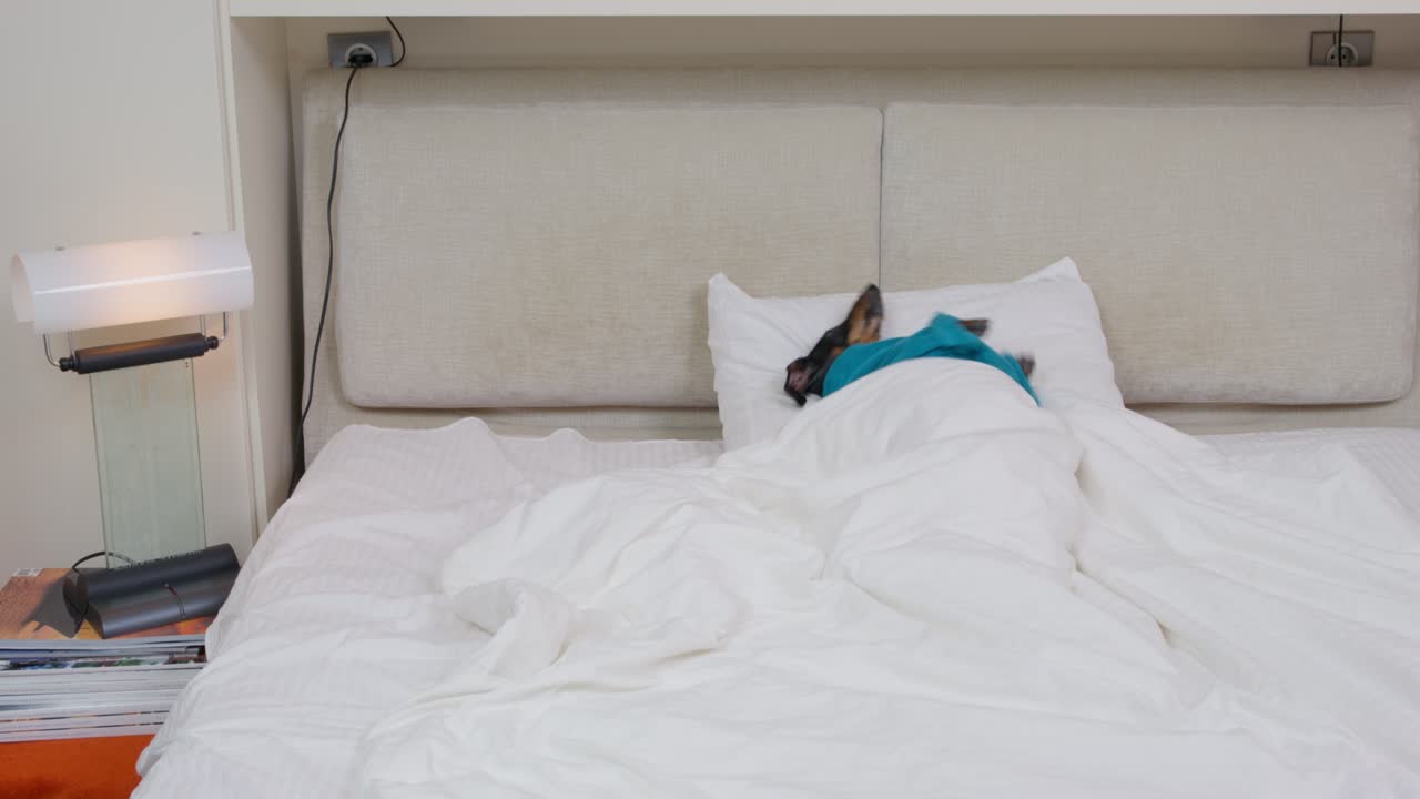 Dachshund wakes up when alarm clock rings. Funny puppy in terry robe sleeps impressively in a king-size bed, covered with warm blanket at home or in a dog-friendly hotel room.