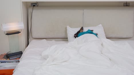 el dachshund se despierta cuando suena el despertador. el gracioso cachorro en túnica de terry duerme impresionantemente en una cama king-size, cubierta con una manta cálida en casa o en una habitación de hotel apta para perros.