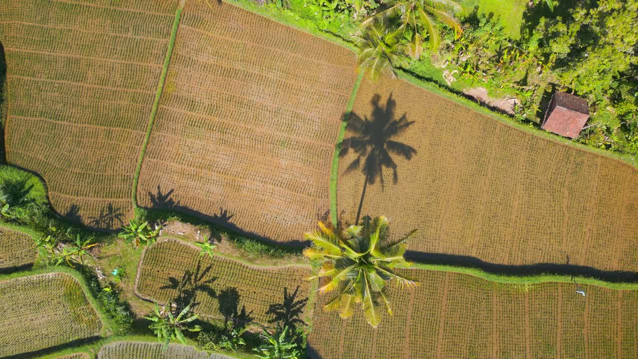 Una vista aerea dall'alto dei bellissimi campi di riso a Bali, ripresa da un drone.