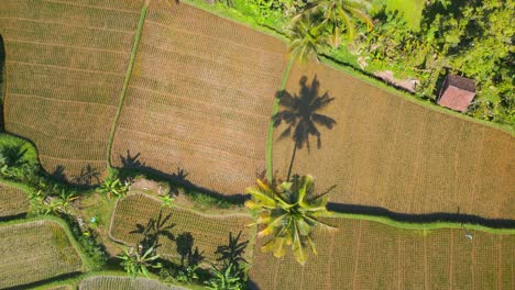 a top-down aerial perspective view of the beautiful rice fields in bali shot by a drone