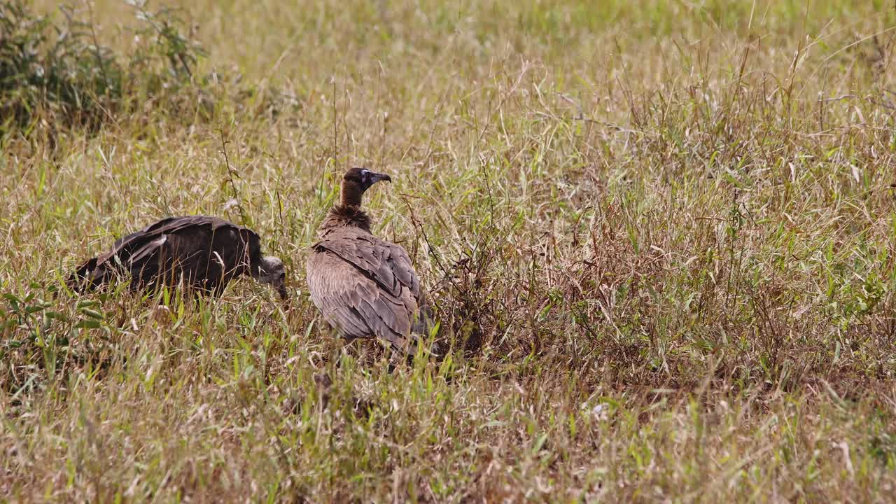 Two Critically Endangered Hooded Vultures flying away from leftover carcass in Kruger National Park, slow motion shot