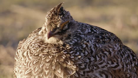 Full-frame-closeup-of-Sharp-tailed-Fire-Grouse-on-golden-hour-morning