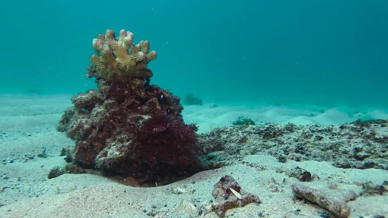 Pesci damigella hawaiani danzano intorno a un corallo al centro del fondale sabbioso dell'oceano
