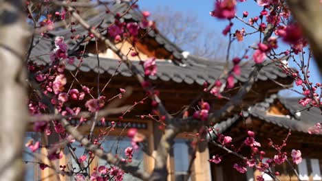 Hermoso-árbol-De-Cerezos-En-Flor-Frente-A-La-Casa-De-Té-En-Corea-Del-Sur