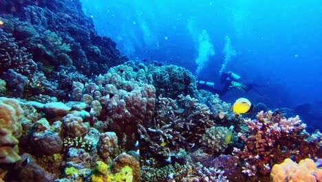 Die-Tierwelt-Des-Korallenriffs,-Die-Man-Beim-Tauchen-Beobachten-Kann