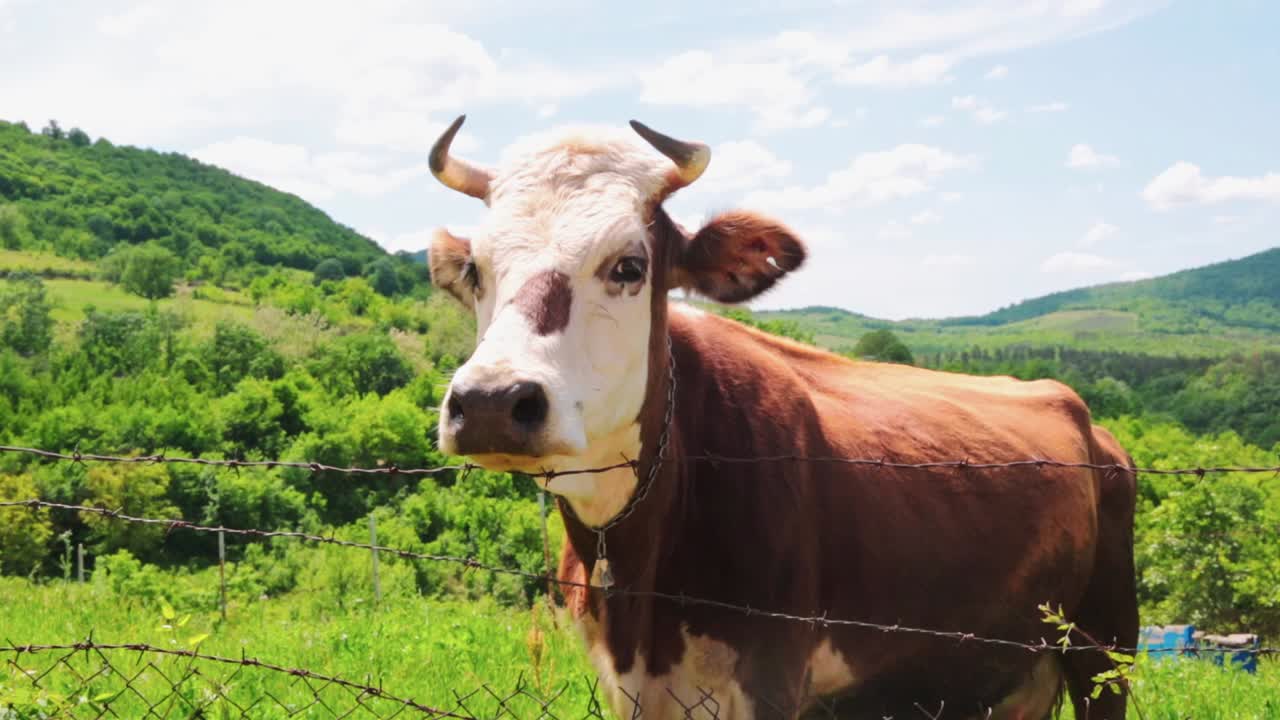 Close-up of a cow next to a fence