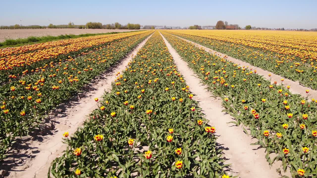 밝고 화창한 날에 빨간색 노란색 튤립 필드의 행에 걸쳐 공중 돌리