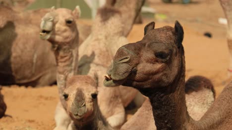 Camels-at-the-Pushkar-Fair,-also-called-the-Pushkar-Camel-Fair-or-locally-as-Kartik-Mela-is-an-annual-multi-day-livestock-fair-and-cultural-held-in-the-town-of-Pushkar-Rajasthan,-India.