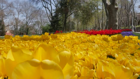 Tulipanes-Amarillos-Al-Comienzo-De-La-Primavera-En-Estambul-En-Turquía