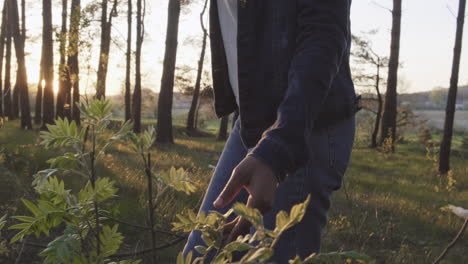 the hand of an unrecognizable girl caresses the plants while taking a walk in the forest