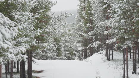 Diese-Winterliche-Szene-Fängt-Die-Ruhige-Schönheit-Einer-Verschneiten-Landschaft-Ein,-In-Der-Die-Straße-Und-Die-Bäume-Mit-Weißer-Schneedecke-Bedeckt-Sind.