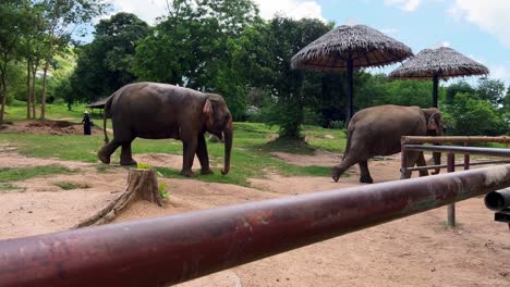 Dos-Elefantes-Paseando-Por-Un-Santuario-En-Tailandia