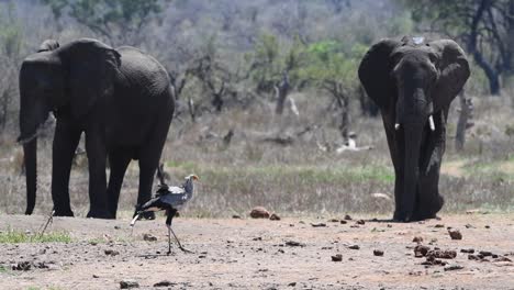 plano general de un pájaro secretario parado en primer plano con dos elefantes acercándose en el fondo, parque nacional kruger