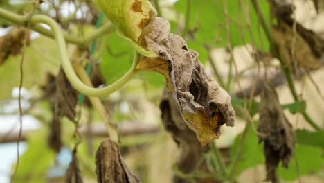 primer plano de un calabacín podrido marchito hojas echadas a perder por el calor extremo del verano