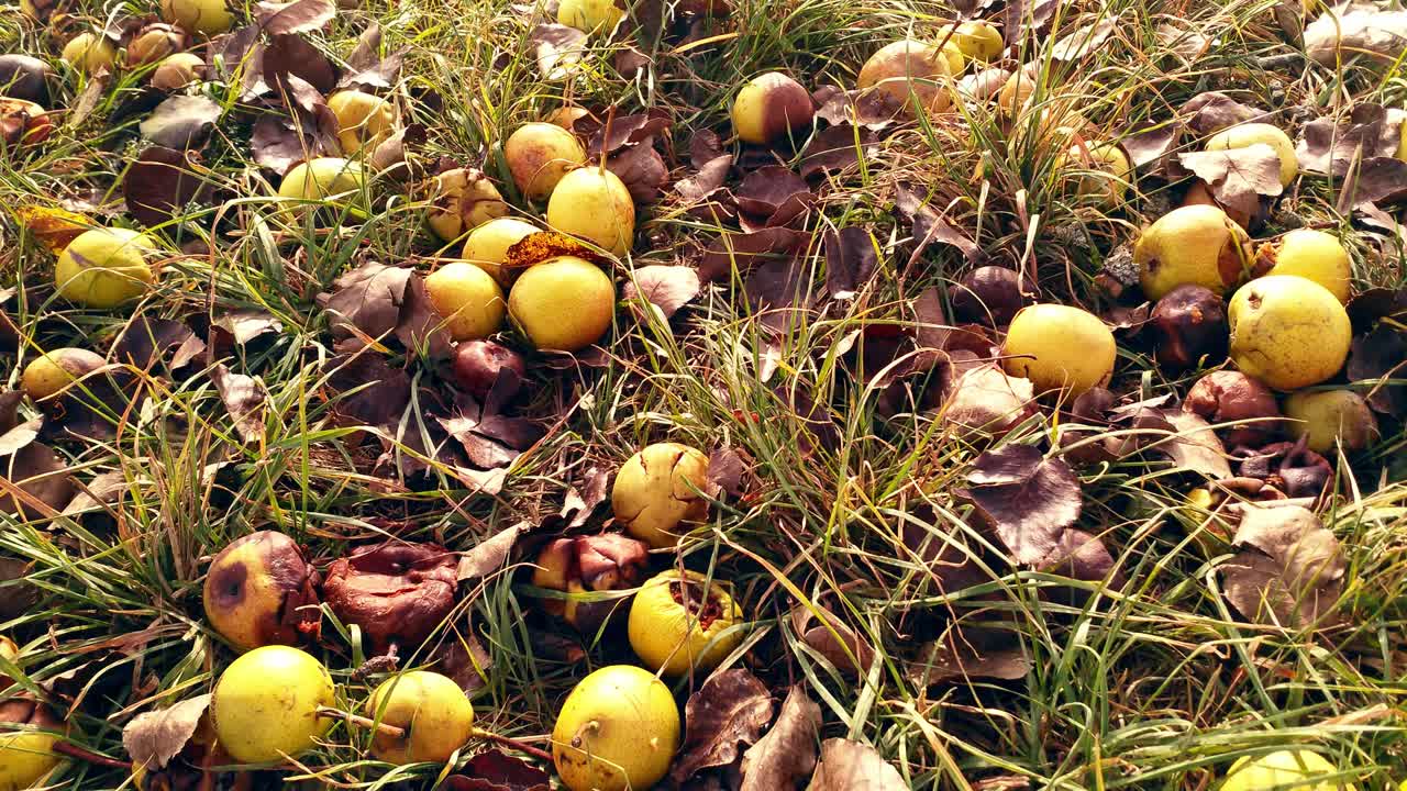 Looking down on golden apples on the ground lying in grass. In Autumn
