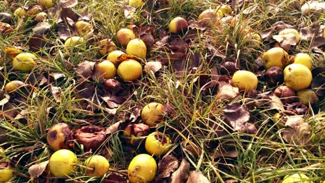 looking down on golden apples on the ground lying in grass. in autumn