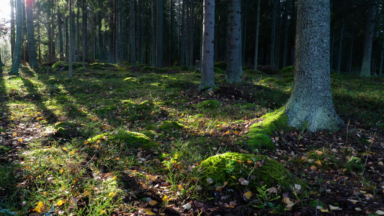 el bosque hermoso y tranquilo en rauma, finlandia en un día soleado - tiro constante de lapso de tiempo