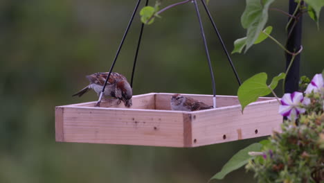 Small-bird-eating-on-a-tray-style-feeder-in-Maine