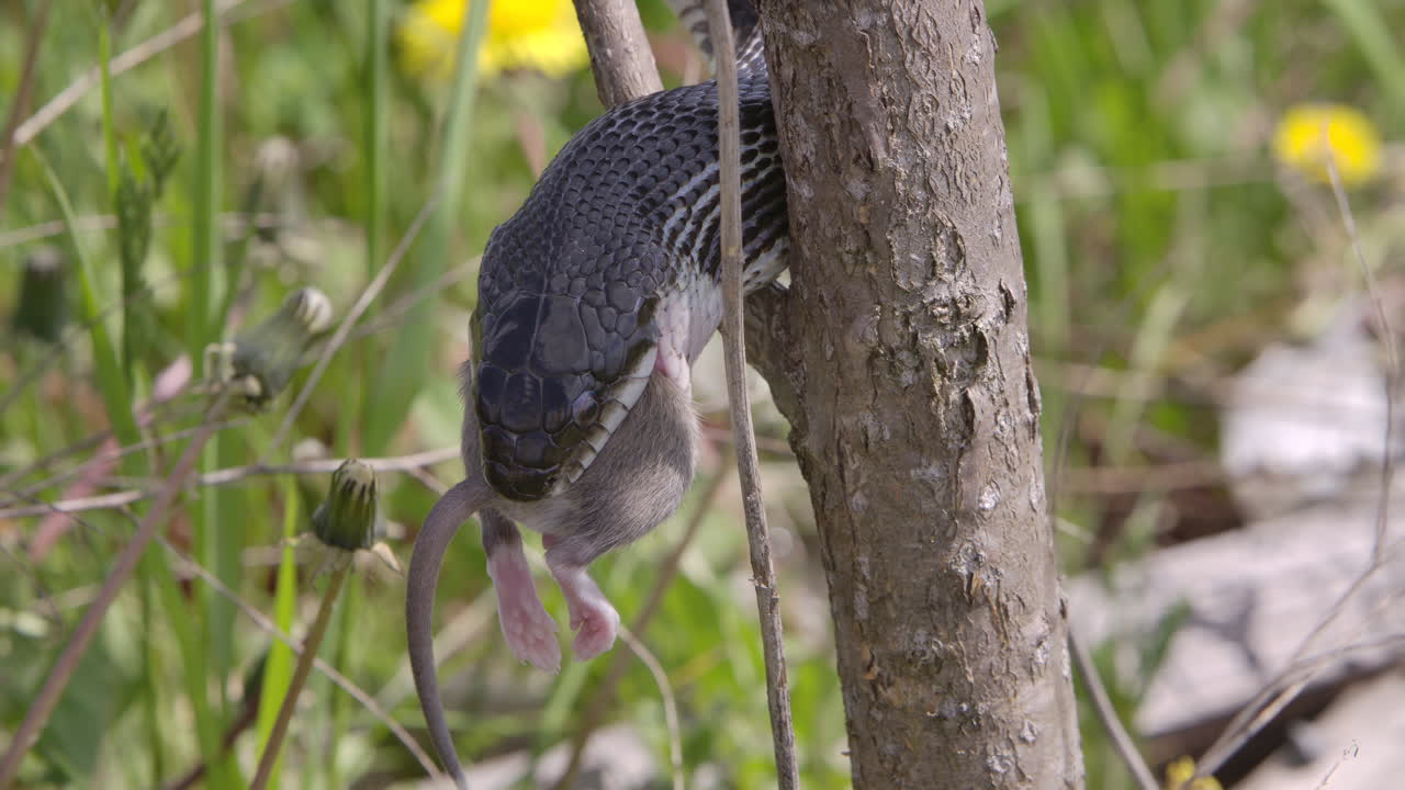 serpiente rata negra en un árbol comiendo un ratón